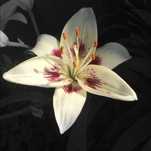 Meet your Posher, Julie